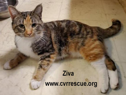 Ziva